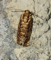 Choristoneura houstonana