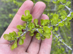 Randia obcordata