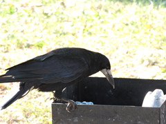 Corvus frugilegus