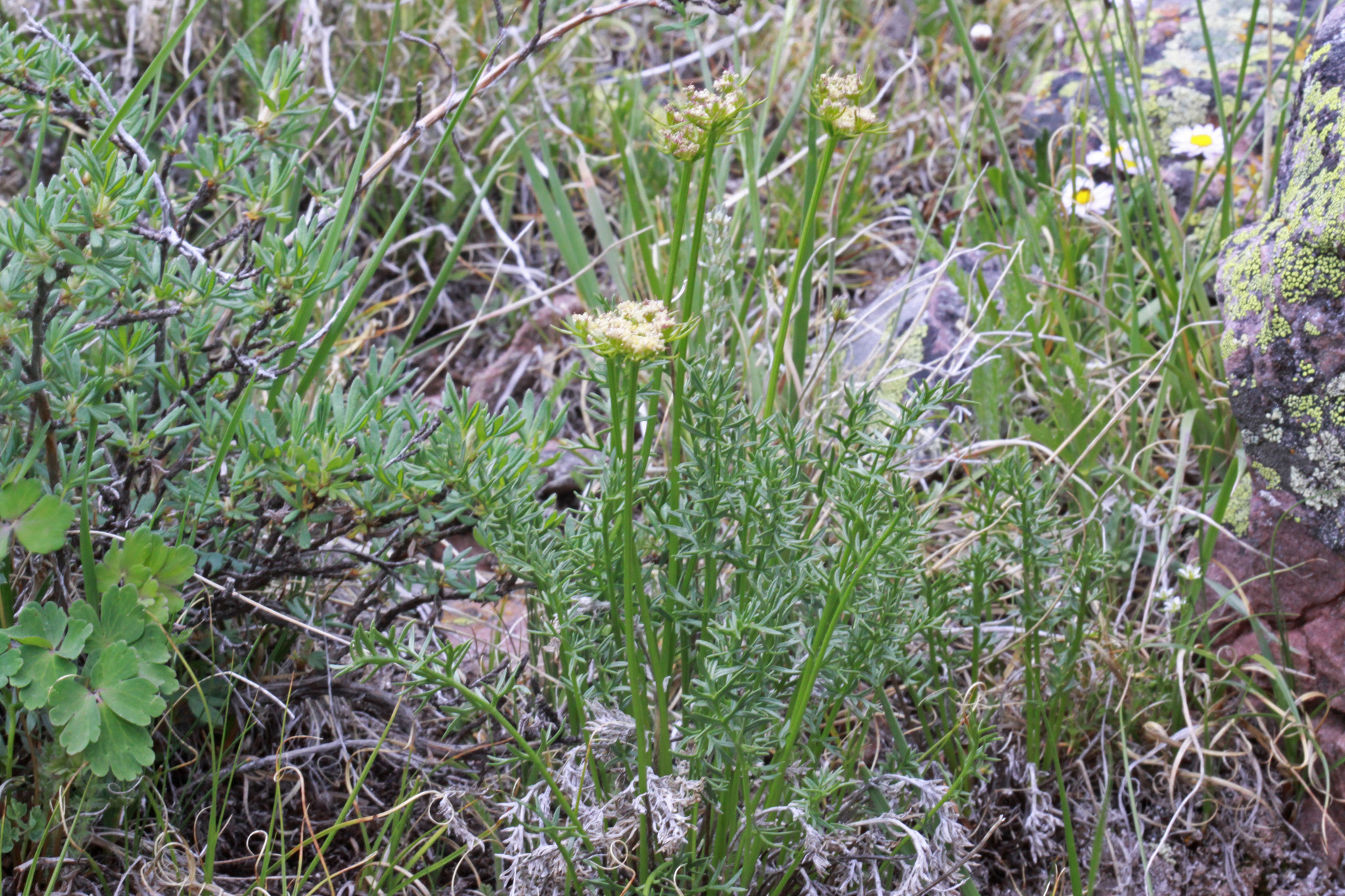 Cymopterus evertii