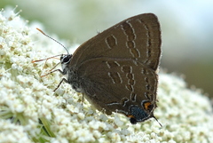 Satyrium caryaevorus