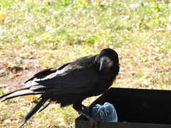 Corvus frugilegus