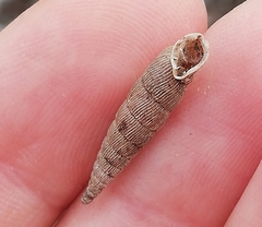 Laciniaria plicata