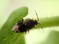 Deraeocoris nebulosus