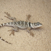 Crevice Spiny Lizard - Photo (c) Laura Keene, some rights reserved (CC BY-NC), uploaded by Laura Keene