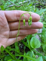Anticlea occidentalis