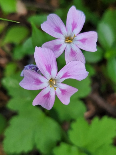 Northern phlox (Phlox adsurgens)
