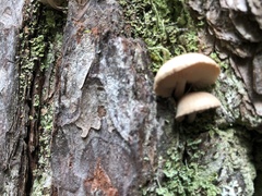 Lentinellus montanus