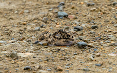 Vanellus melanopterus minor