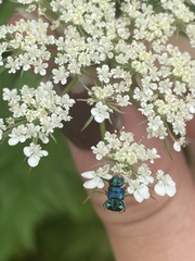 Euperilampus triangularis