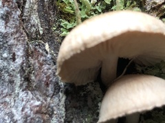 Lentinellus montanus