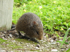 Sigmodon arizonae