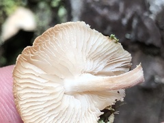 Lentinellus montanus