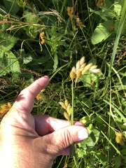 Carex scoparia image