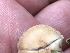 Lentinellus montanus