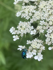Euperilampus triangularis