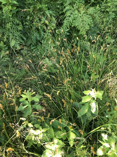 Carex scoparia image