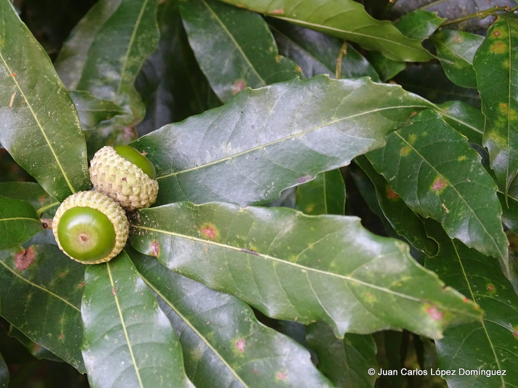 Quercus lancifolia