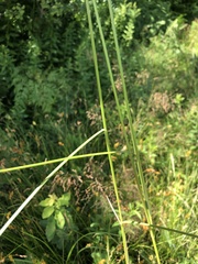 Carex scoparia image