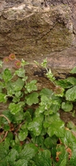 Geum urbanum