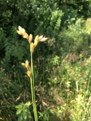Carex scoparia image