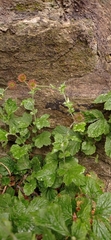 Geum urbanum