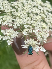 Euperilampus triangularis