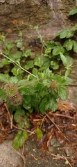 Geum urbanum