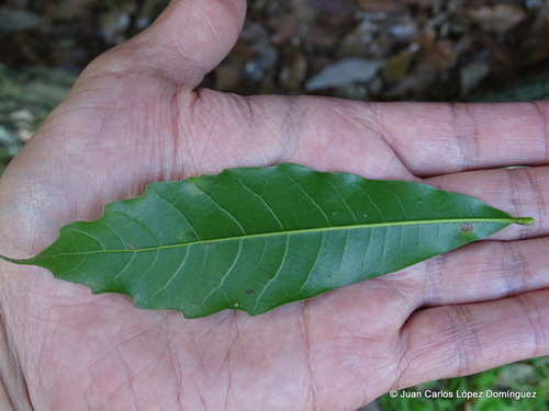 Quercus lancifolia