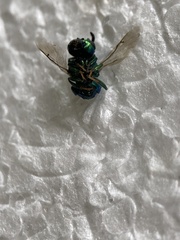 Euperilampus triangularis