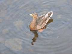 Anas platyrhynchos