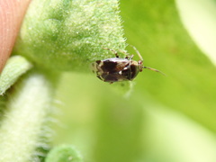 Deraeocoris nebulosus
