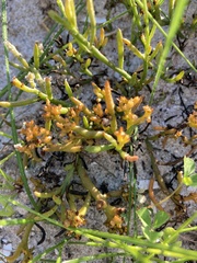 Thesium frisea