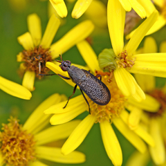 Coremacera marginata
