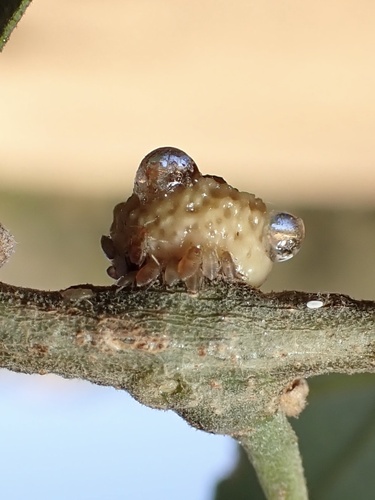iNaturalist observation photo of Aphids