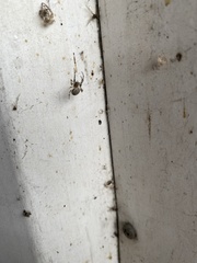Larinioides ixobolus