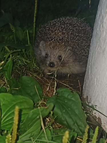 Northern White-Breasted Hedgehog