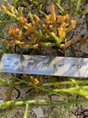 Thesium frisea
