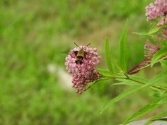 Hemaris thysbe
