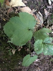 Actaea spicata