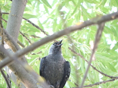 Corvus monedula