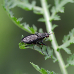 Coremacera marginata