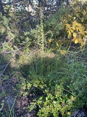 Arctostaphylos uva-ursi