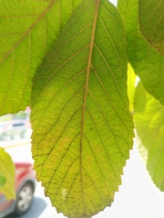 Handroanthus