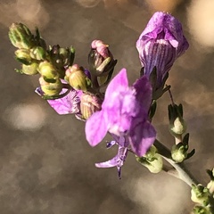 Linaria purpurea