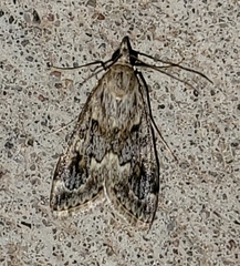 Loxostege allectalis