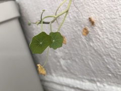 Hydrocotyle vulgaris