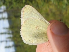 Colias gigantea