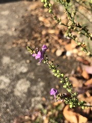 Linaria purpurea