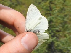 Colias gigantea